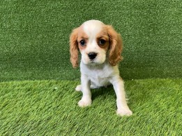 Cavalier King Charles Spaniel male Puppy for sale 006340847